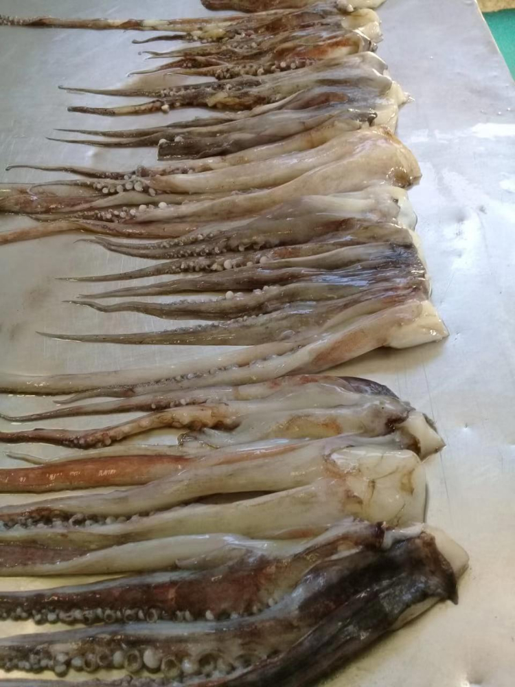 冷凍魷魚須 FROZEN GIANT SQUID TENTACLES