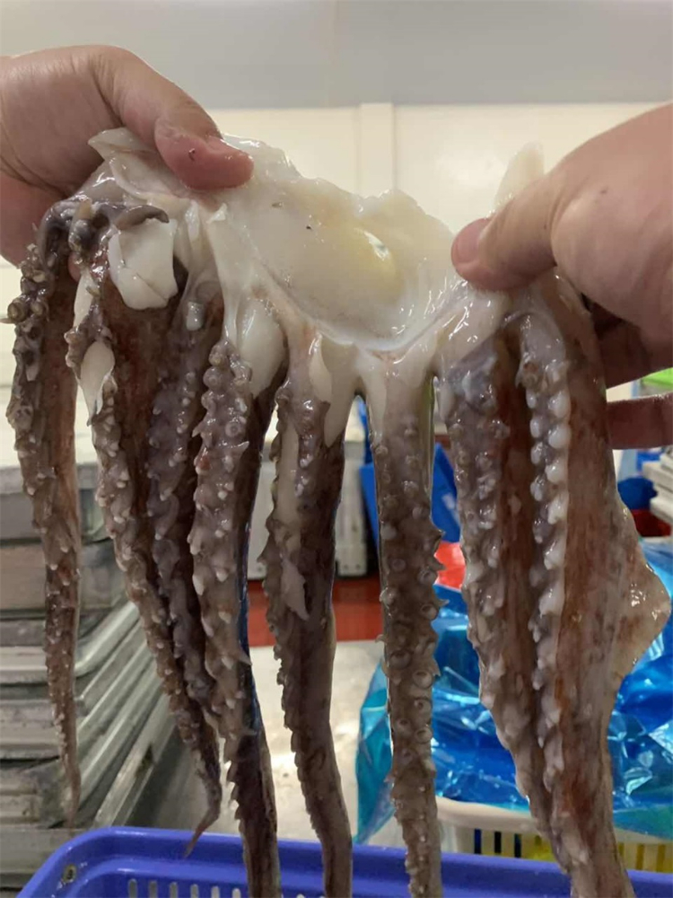 冷凍魷魚須 FROZEN GIANT SQUID TENTACLES