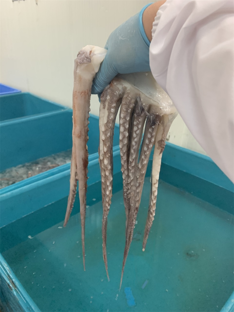 冷凍魷魚須 FROZEN GIANT SQUID TENTACLES