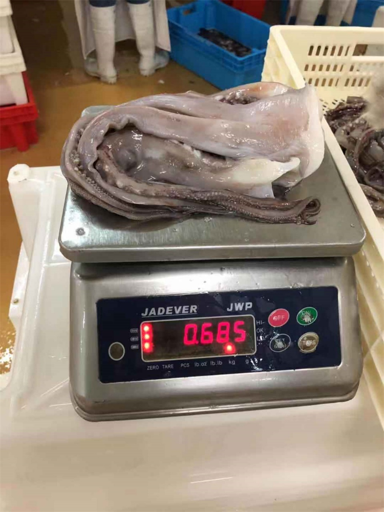 冷凍魷魚須 FROZEN GIANT SQUID TENTACLES