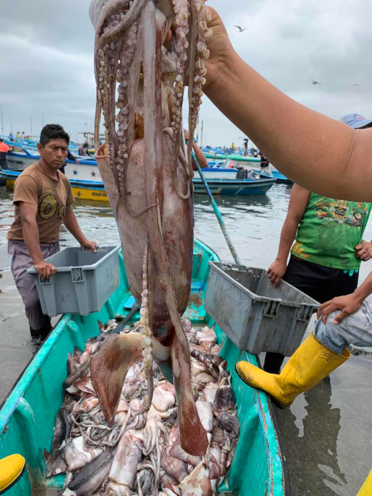 冷凍魷魚原條 FROZEN WHOLE GIANT SQUID