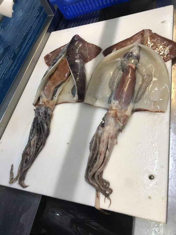 冷凍魷魚原條 FROZEN WHOLE GIANT SQUID