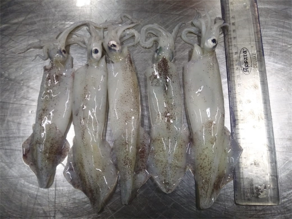 筆管魚 NEEDLE SQUID