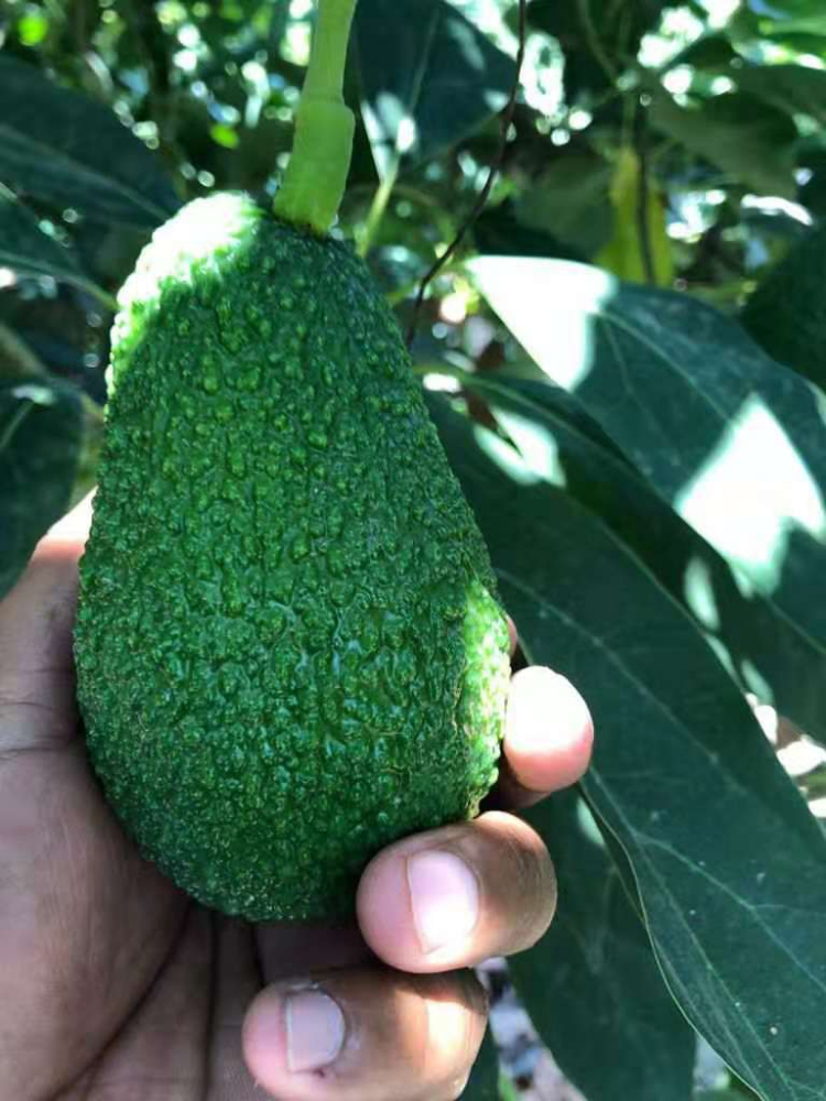 秘魯牛油果 PERUVIAN AVOCADO