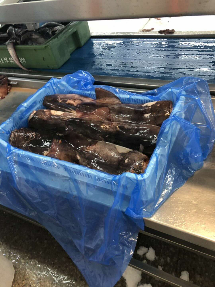 冷凍魷魚原條 FROZEN WHOLE GIANT SQUID