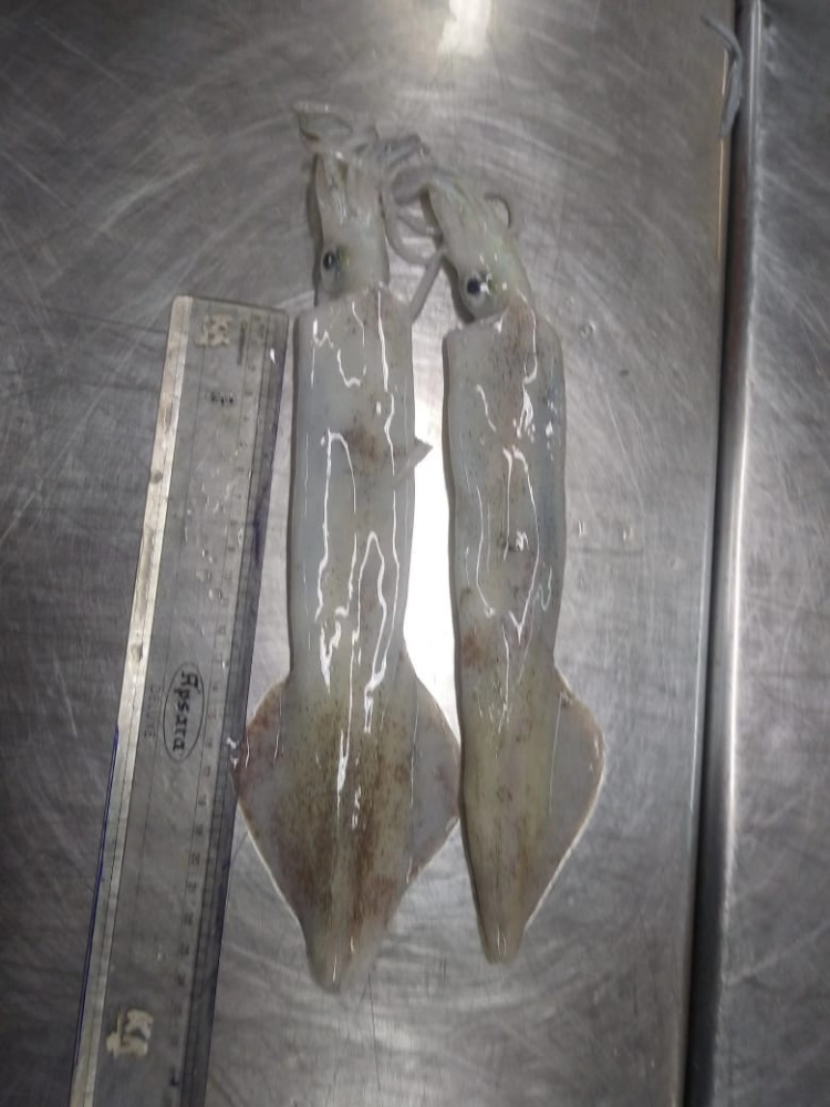 ?筆管魚 NEEDLE SQUID